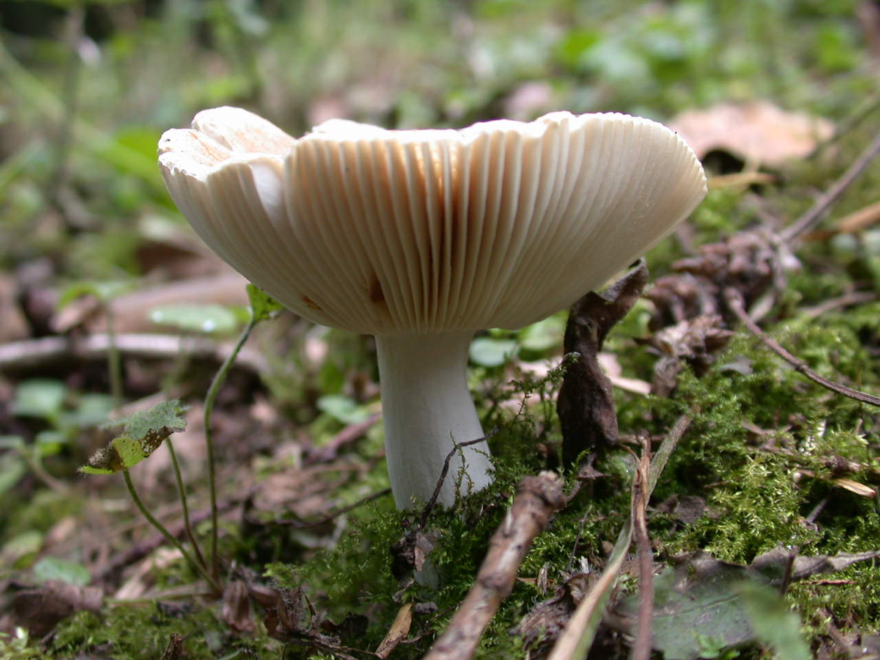 Pectinatoides ...!!!